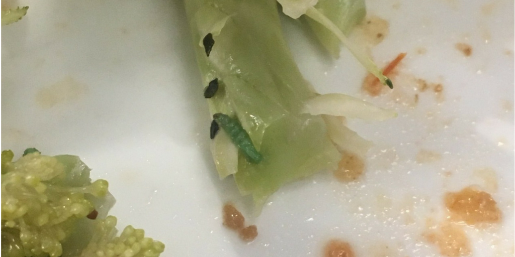 Sophomore Kathryn Garelli found insects in her lunch from the Dining Center on Wednesday afternoon. Courtesy of Kathryn Garelli. 