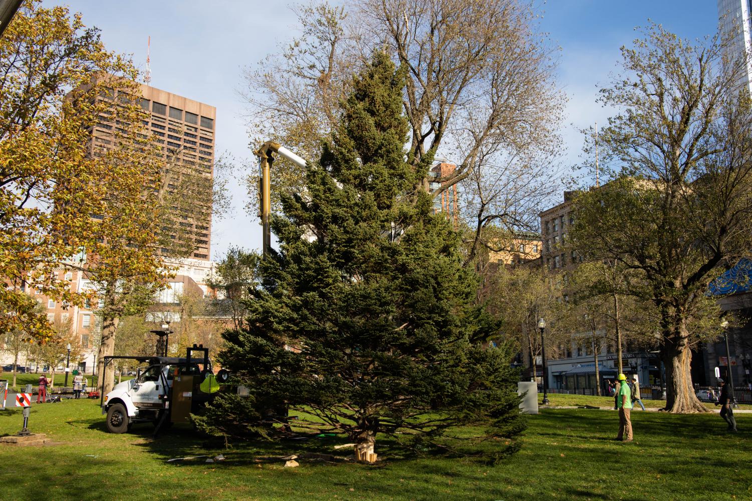 Photos%3A+Honorary+Boston+Common+Christmas+Tree+arrives+from+Nova+Scotia