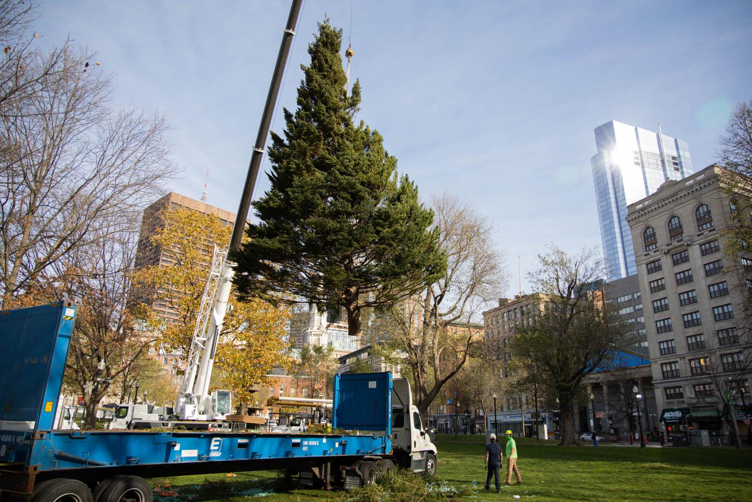 Photos%3A+Honorary+Boston+Common+Christmas+Tree+arrives+from+Nova+Scotia