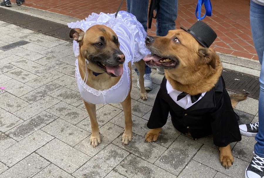 Two dogs dressed as a bride and groom at the parade. 