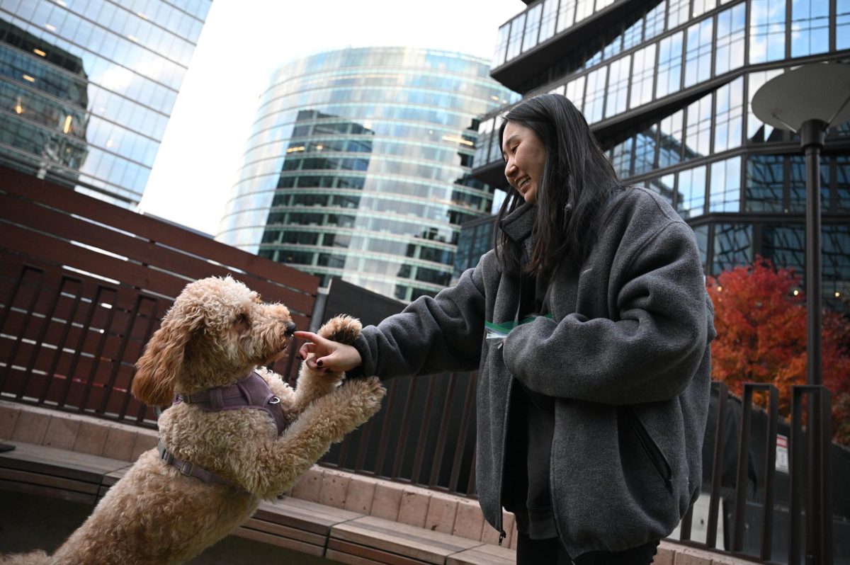 Justine Kim feeds a treat to Lady, her 20-month-old golden doodle, a day after the pup was named one of five winners in the Seaport dog mayor on Nov. 2, 2024 (Bryan Hecht / Beacon Staff).