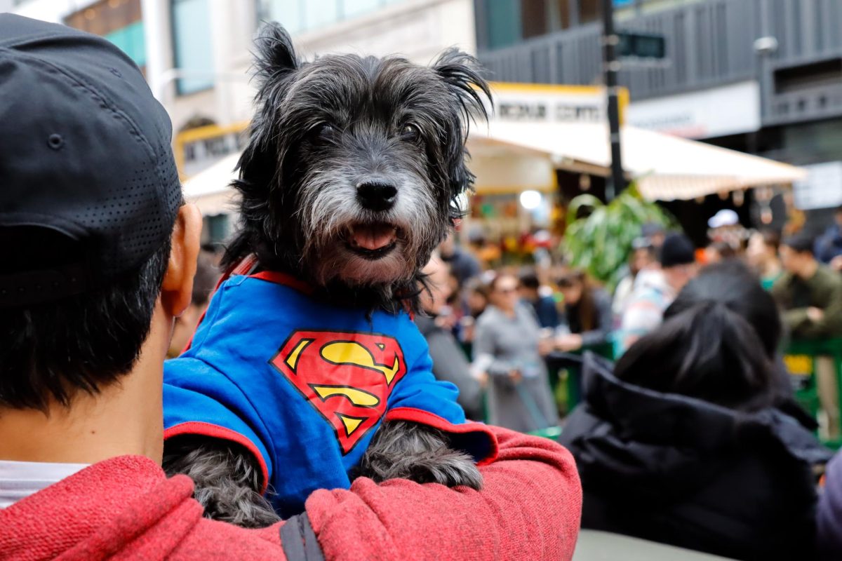 A dog in a superman costume during the 11th annual Doggone Halloween event in Downtown Boston on Saturday, October 25, 2025. (Arthur Mansavage/ Beacon Staff)