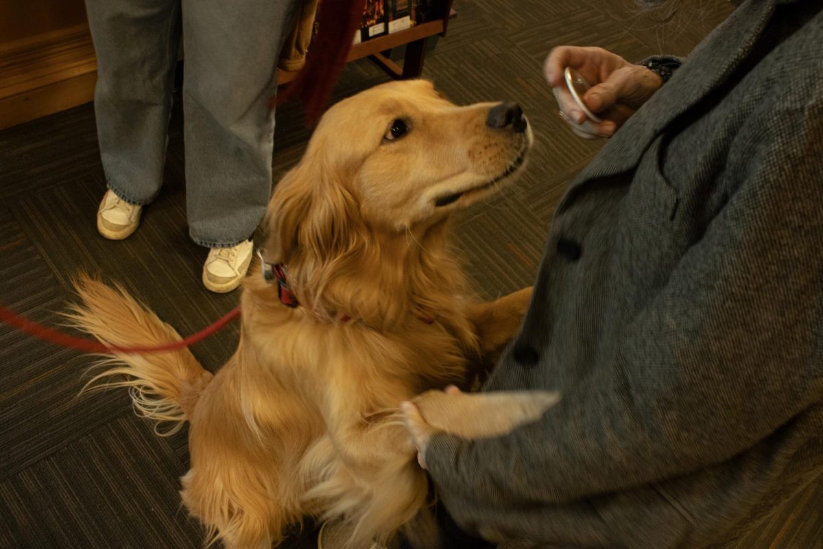 Dogs and other furry friends play with students in the Iwasaki Library during Relaxapalooza, a relaxation-promoting event during finals season, on Friday, Dec. 4, 2025. (Marcia Cevallos/ Beacon Staff)